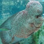 Rahasia-Merawat-Ikan-Louhan-agar-Tampil-Prima-di-Arena-Kontes-1068x712