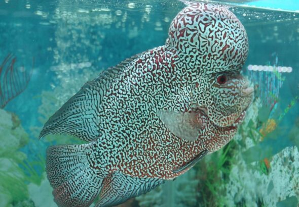 Rahasia-Merawat-Ikan-Louhan-agar-Tampil-Prima-di-Arena-Kontes-1068x712