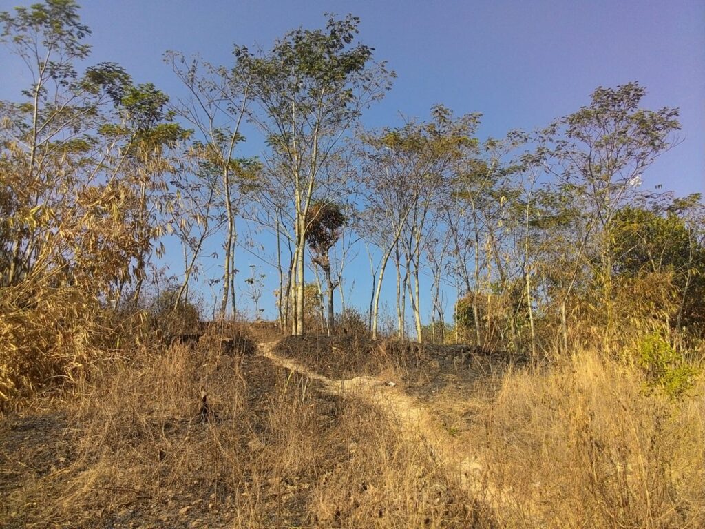 Ilustrasi musim kemarau (wikipedia)