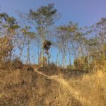 Ilustrasi musim kemarau (wikipedia)