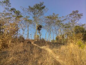 Ilustrasi musim kemarau (wikipedia)