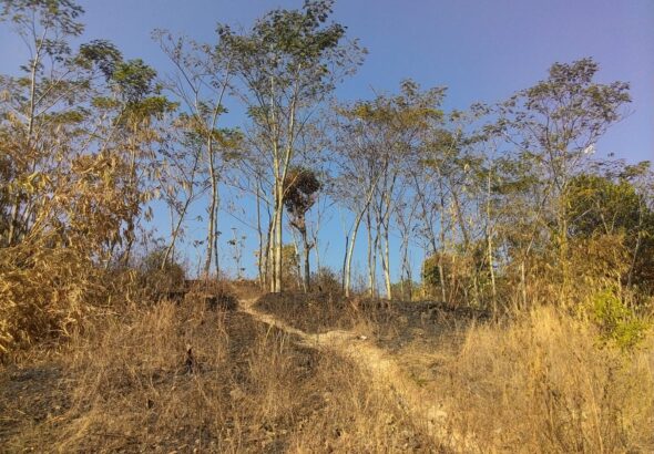 Ilustrasi musim kemarau (wikipedia)